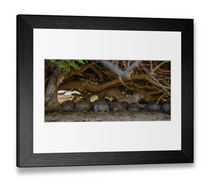 Framed Print : Group of Aldabra giant tortoises (Aldabrachelys gigantea) sheltering from the sun under a tree, Cinq Case, Aldabra Atoll, Seychelles Framed Print : Group of Aldabra giant tortoises (Aldabrachelys gigantea) sheltering from the sun under a tree, Cinq Case, Aldabra Atoll, Seychelles