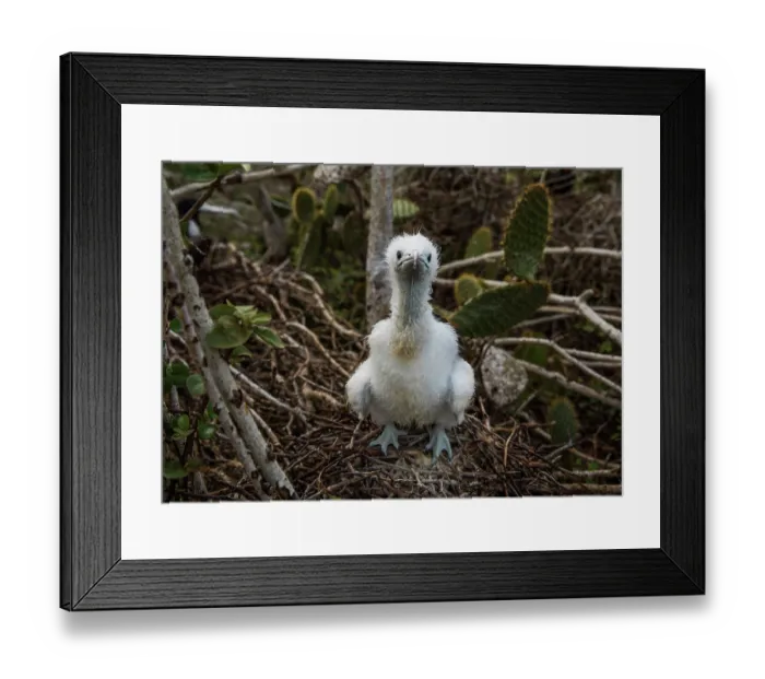 Framed Print : Great frigatebird (Fregata minor) in nest, Wolf Island, Galapagos Islands Framed Print : Great frigatebird (Fregata minor) in nest, Wolf Island, Galapagos Islands