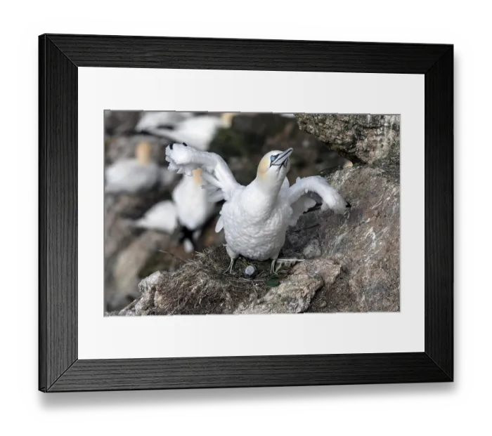 Framed Print : Northern gannet (Morus bassanus) stretching and wing-flapping on nest with newborn chick visible, Hermaness National Scenic Area, Shetland, Scotland, UK. June Framed Print : Northern gannet (Morus bassanus) stretching and wing-flapping on nest with newborn chick visible, Hermaness National Scenic Area, Shetland, Scotland, UK. June