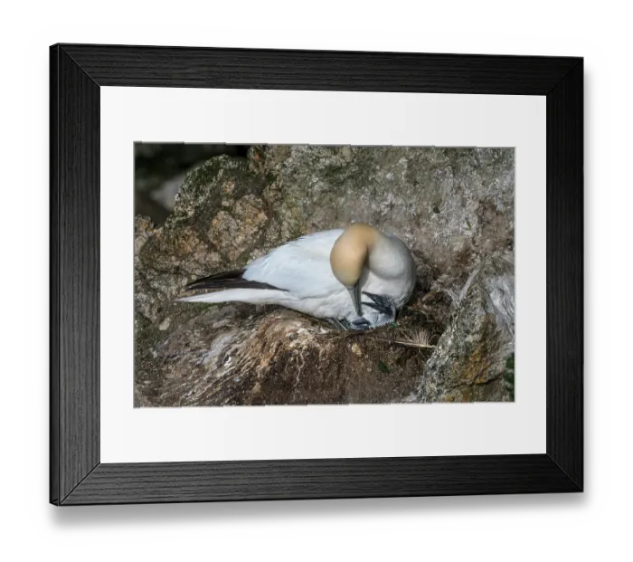 Framed Print : Northern gannet (Morus bassanus) with newborn chick on nest, Hermaness National Scenic Area, Shetland, Scotland, UK. June Framed Print : Northern gannet (Morus bassanus) with newborn chick on nest, Hermaness National Scenic Area, Shetland, Scotland, UK. June