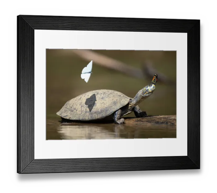 Framed Print : Yellow-spotted Amazon river turtle (Podocnemis unifilis) at water's edge with a Cramer's eighty-eight butterfly (Diaethria clymena) resting on its head Framed Print : Yellow-spotted Amazon river turtle (Podocnemis unifilis) at water's edge with a Cramer's eighty-eight butterfly (Diaethria clymena) resting on its head