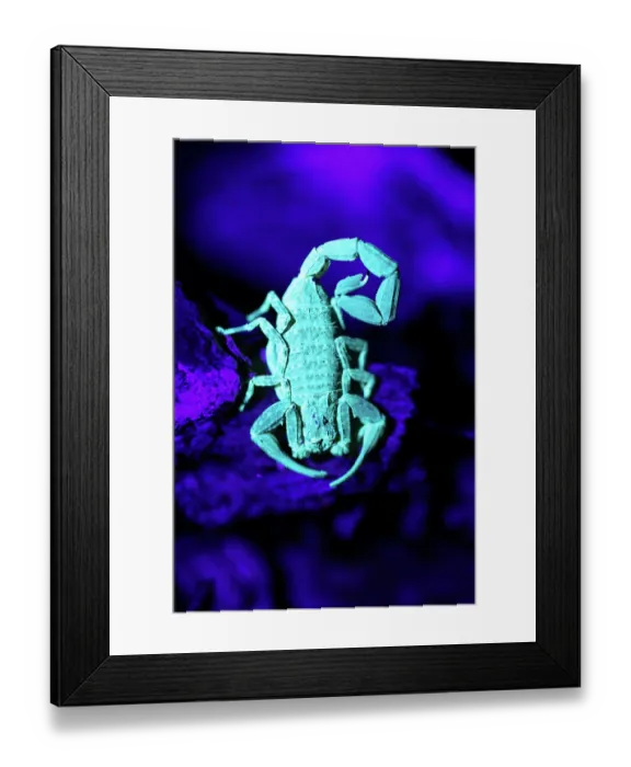Framed Print : Scorpion (Scorpiones) glowing under UV light, Las Piedras, Madre de dios, Amazon rainforest, Peru. (See 1767457) Framed Print : Scorpion (Scorpiones) glowing under UV light, Las Piedras, Madre de dios, Amazon rainforest, Peru. (See 1767457)