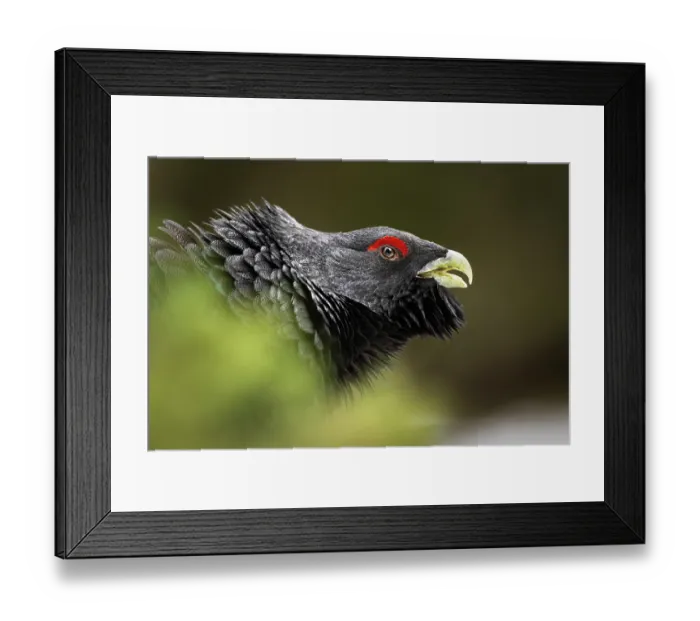 Framed Print : Western capercaillie (Tetrao urogallus) male, head portrait, Switzerland. January Framed Print : Western capercaillie (Tetrao urogallus) male, head portrait, Switzerland. January