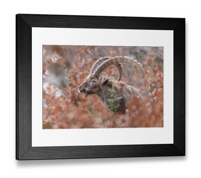 Framed Print : Alpine ibex (Capra ibex) male, portrait, Switzerland. January