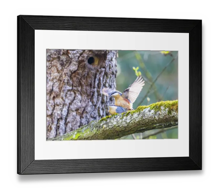 Framed Print : Nuthatches (Sitta europaea) pair on branch mating, Germany. April Framed Print : Nuthatches (Sitta europaea) pair on branch mating, Germany. April