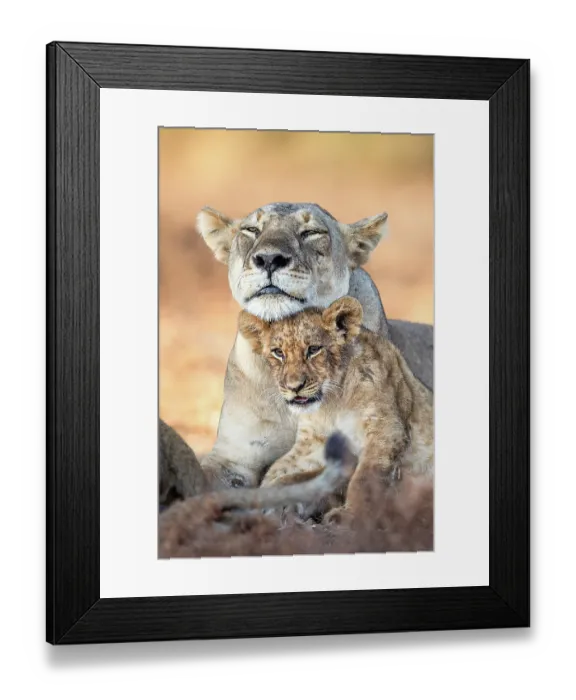 Framed Print : African lion (Panthera leo) female and cub resting, portrait, South Luangwa National Park, Zambia Framed Print : African lion (Panthera leo) female and cub resting, portrait, South Luangwa National Park, Zambia