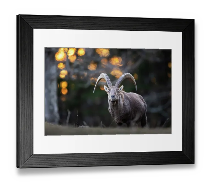 Framed Print : Alpine ibex (Capra ibex) male, portrait, Switzerland. January Framed Print : Alpine ibex (Capra ibex) male, portrait, Switzerland. January
