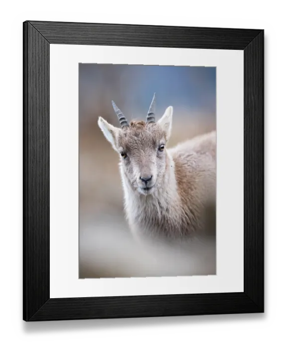 Framed Print : Alpine ibex (Capra ibex) fawn, portrait, Switzerland. February Framed Print : Alpine ibex (Capra ibex) fawn, portrait, Switzerland. February