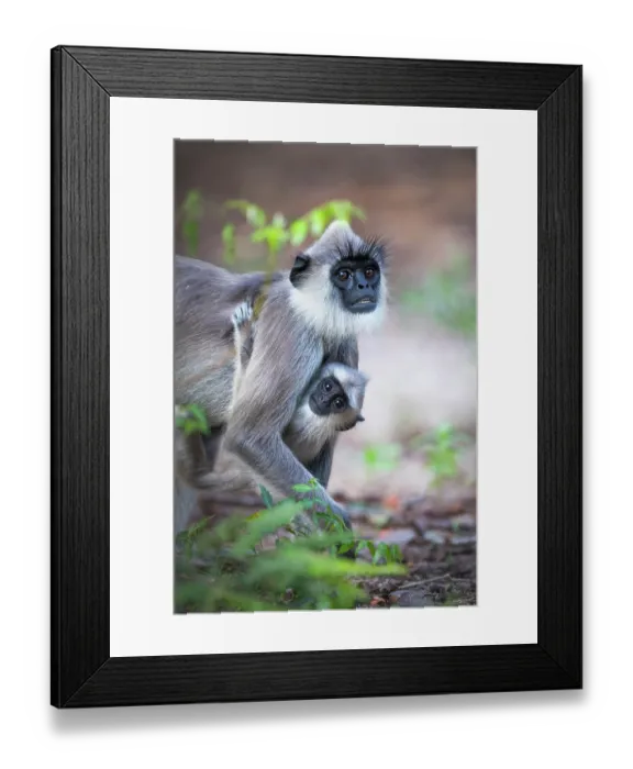 Framed Print : Tufted gray langur (Semnopithecus priam) female carrying infant, Sri Lanka Framed Print : Tufted gray langur (Semnopithecus priam) female carrying infant, Sri Lanka