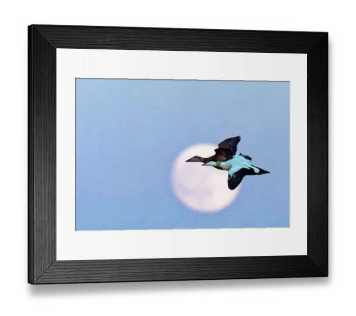 Framed Print : Common eiders (Somateria mollissima) pair, in flight across a full moon, Parainen Uto, Finland. May Framed Print : Common eiders (Somateria mollissima) pair, in flight across a full moon, Parainen Uto, Finland. May