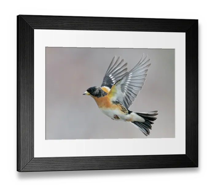 Framed Print : Brambling (Fringilla montifringilla) in flight, Parainen Uto, Finland. April Framed Print : Brambling (Fringilla montifringilla) in flight, Parainen Uto, Finland. April