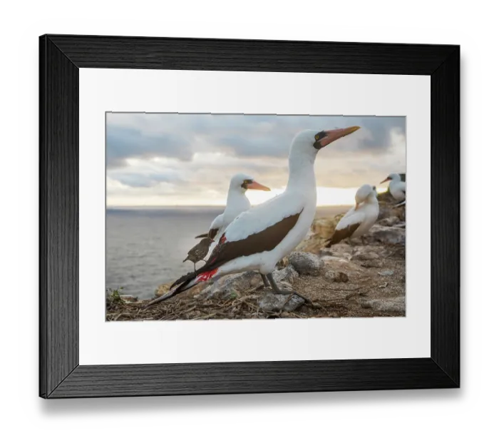 Framed Print : Vampire finch (Geospiza septentrionalis) feeding on the blood of an injured Nazca booby (Sula granti), Wolf Island, Galapagos Islands Framed Print : Vampire finch (Geospiza septentrionalis) feeding on the blood of an injured Nazca booby (Sula granti), Wolf Island, Galapagos Islands