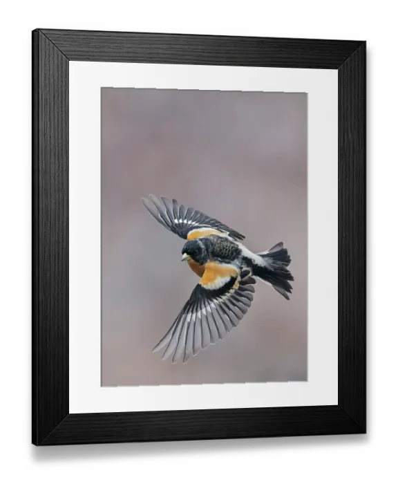 Framed Print : Brambling (Fringilla montifringilla) in flight, Parainen Uto, Finland. April Framed Print : Brambling (Fringilla montifringilla) in flight, Parainen Uto, Finland. April