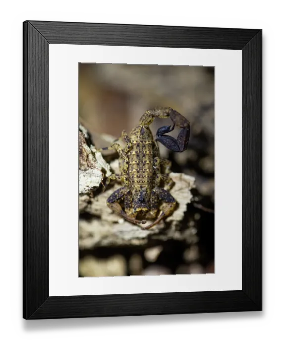 Framed Print : Scorpion (Scorpiones) under normal light, Las Piedras, Madre de dios, Amazon rainforest, Peru. (See 1767456) Framed Print : Scorpion (Scorpiones) under normal light, Las Piedras, Madre de dios, Amazon rainforest, Peru. (See 1767456)