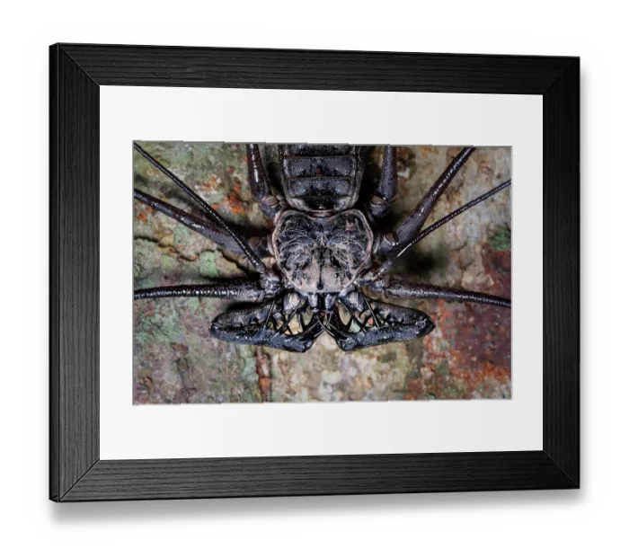Framed Print : Tailess whip scorpion (Amblypygi) portrait, Las Piedras, Madre de dios, Peru