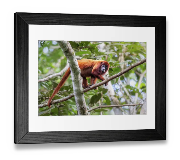 Framed Print : Colombian red howler (Alouatta seniculus) walking along branch in rainforest, Las Piedras, Madre de dios, Peru Framed Print : Colombian red howler (Alouatta seniculus) walking along branch in rainforest, Las Piedras, Madre de dios, Peru