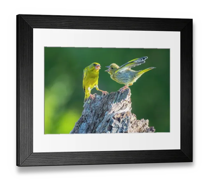 Framed Print : Greenfinch (Carduelis chloris) perched on wooden stump feeding chick, Germany. July Framed Print : Greenfinch (Carduelis chloris) perched on wooden stump feeding chick, Germany. July