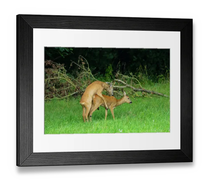 Framed Print : Roe deers (Capreolus capreolus) pair mating, Germany. August Framed Print : Roe deers (Capreolus capreolus) pair mating, Germany. August