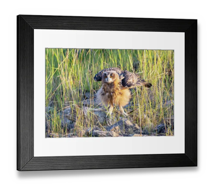 Framed Print : Eagle owl (Bubo bubo) chick shaking its feathers, Germany. June Framed Print : Eagle owl (Bubo bubo) chick shaking its feathers, Germany. June