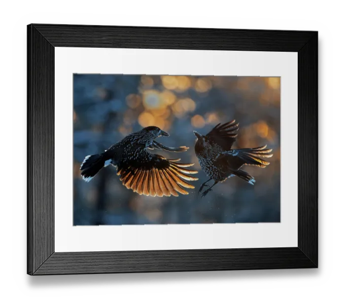 Framed Print : Two Northern nutcrackers (Nucifraga caryocatactes) fighting, Sipoo, Finland. November Framed Print : Two Northern nutcrackers (Nucifraga caryocatactes) fighting, Sipoo, Finland. November