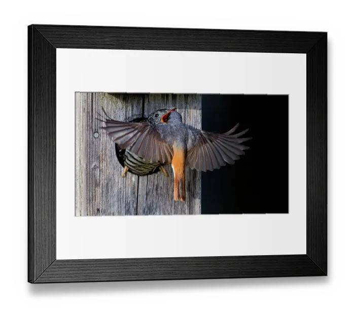 Framed Print : Redstart (Phoenicurus phoenicurus) male, feeding juvenile Cuckoo (Cuculus canorus) in a bird box, Ruokolahti, Finland. July Framed Print : Redstart (Phoenicurus phoenicurus) male, feeding juvenile Cuckoo (Cuculus canorus) in a bird box, Ruokolahti, Finland. July