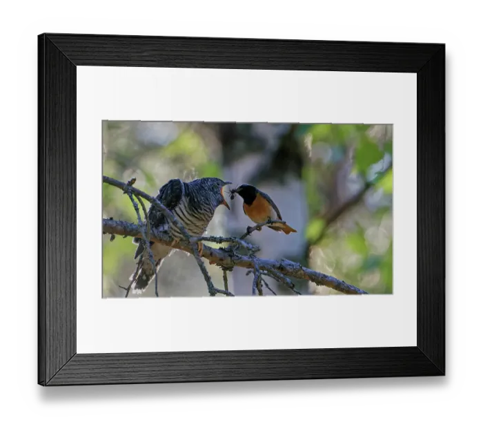 Framed Print : Redstart (Phoenicurus phoenicurus) male, perched on branch feeding a juvenile Cuckoo (Cuculus canorus), Ruokolahti, Finland. July Framed Print : Redstart (Phoenicurus phoenicurus) male, perched on branch feeding a juvenile Cuckoo (Cuculus canorus), Ruokolahti, Finland. July