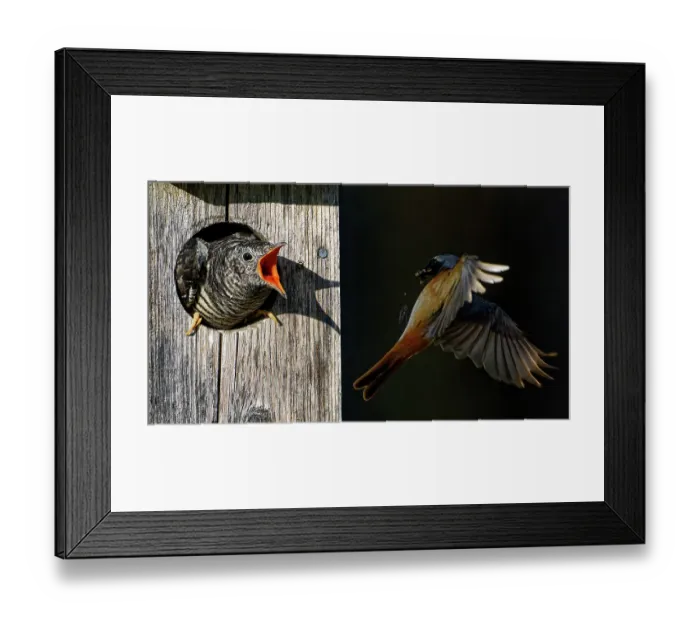 Framed Print : Redstart (Phoenicurus phoenicurus) male, approaching a bird box with food for juvenile Cuckoo (Cuculus canorus), Ruokolahti, Finland. July Framed Print : Redstart (Phoenicurus phoenicurus) male, approaching a bird box with food for juvenile Cuckoo (Cuculus canorus), Ruokolahti, Finland. July