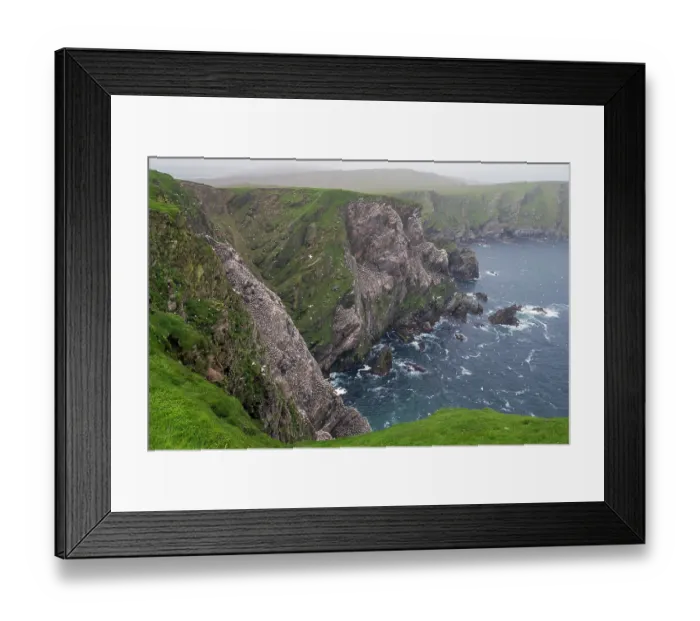 Framed Print : Northern gannets (Morus bassanus) nesting colony, Hermaness National Scenic Area, Shetland, Scotland, UK. June Framed Print : Northern gannets (Morus bassanus) nesting colony, Hermaness National Scenic Area, Shetland, Scotland, UK. June