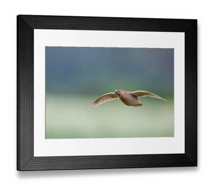 Framed Print : Quail (Coturnix coturnix) male, in flight, Vantaa, Finland. July. Controlled conditions Framed Print : Quail (Coturnix coturnix) male, in flight, Vantaa, Finland. July. Controlled conditions