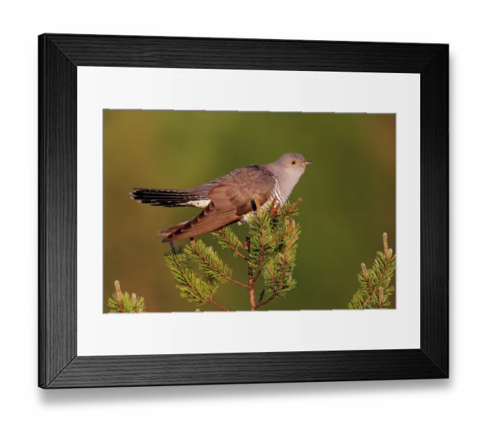Framed Print : Cuckoo (Cuculus canorus) perched in tree top, Kuhmo, Finland. June Framed Print : Cuckoo (Cuculus canorus) perched in tree top, Kuhmo, Finland. June