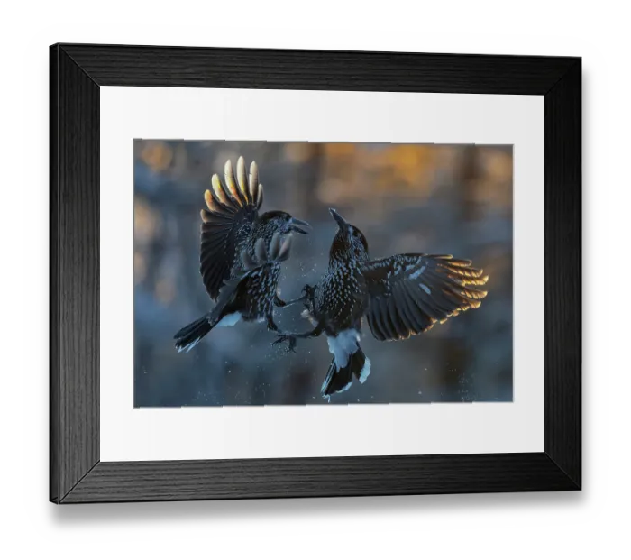 Framed Print : Two Northern nutcrackers (Nucifraga caryocatactes) fighting, Sipoo, Finland. November Framed Print : Two Northern nutcrackers (Nucifraga caryocatactes) fighting, Sipoo, Finland. November