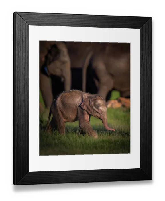 Framed Print : Sri Lankan elephants (Elephas maximus maximus) calf and herd, Kaudulla National Park, Sri Lanka. Endangered