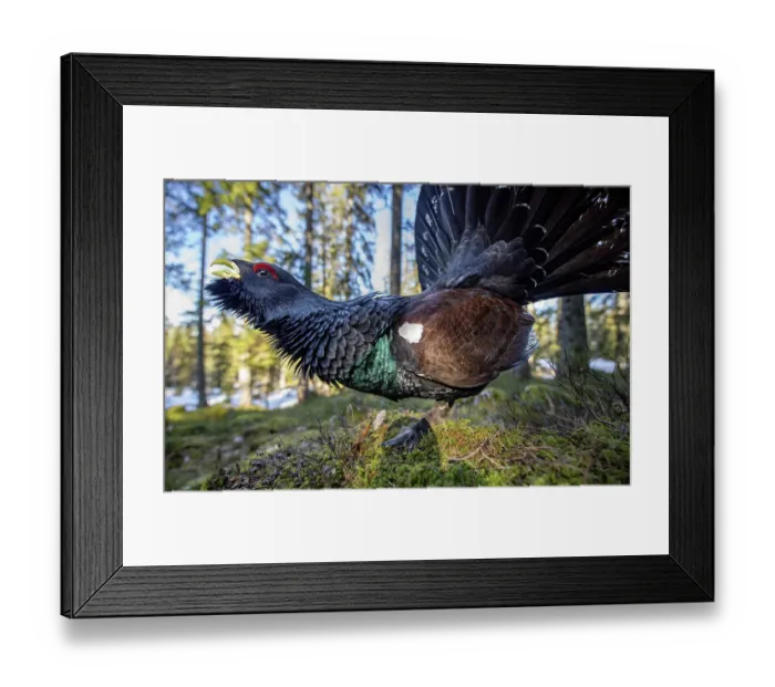 Framed Print : Western capercaillie (Tetrao urogallus) male, displaying, Switzerland. February Framed Print : Western capercaillie (Tetrao urogallus) male, displaying, Switzerland. February