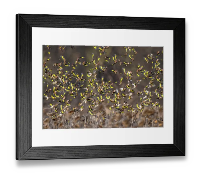 Framed Print : European goldfinches (Carduelis carduelis) flock in flight over field, Lower Silesia, Poland. February Framed Print : European goldfinches (Carduelis carduelis) flock in flight over field, Lower Silesia, Poland. February