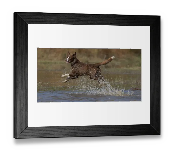 Framed Print : Chocolate border collie running through water, Maryland, USA. October Framed Print : Chocolate border collie running through water, Maryland, USA. October