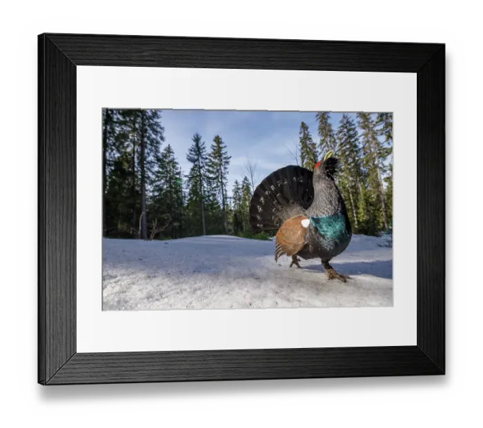 Framed Print : Western capercaillie (Tetrao urogallus) male, displaying, Switzerland. January Framed Print : Western capercaillie (Tetrao urogallus) male, displaying, Switzerland. January