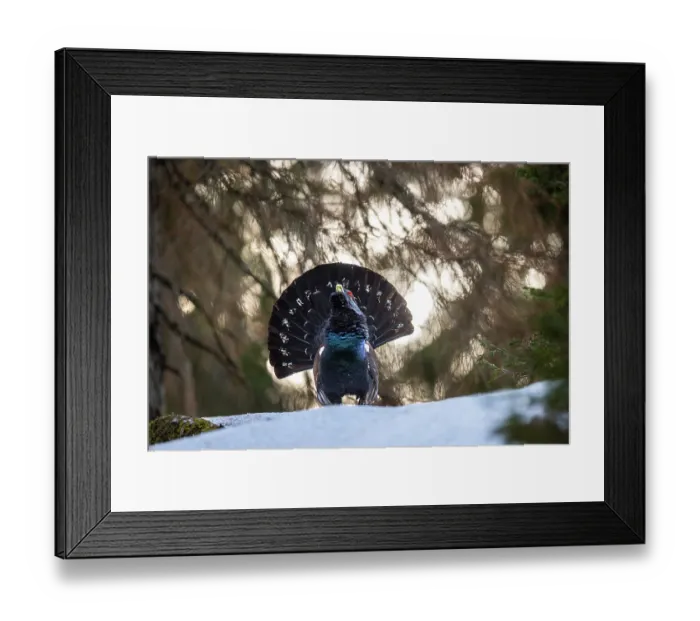Framed Print : Western capercaillie (Tetrao urogallus) male, displaying, Switzerland. January Framed Print : Western capercaillie (Tetrao urogallus) male, displaying, Switzerland. January