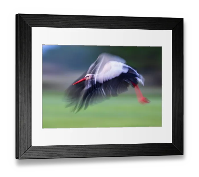 Framed Print : White stork (Ciconia ciconia) in flight, Lower Silesia, Poland. May Framed Print : White stork (Ciconia ciconia) in flight, Lower Silesia, Poland. May