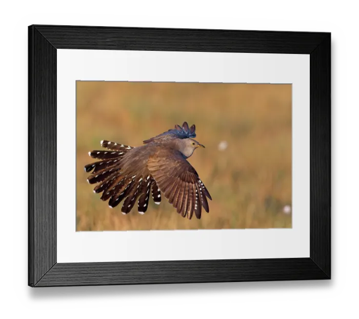 Framed Print : Cuckoo (Cuculus canorus) in flight, Kuhmo, Finland. June Framed Print : Cuckoo (Cuculus canorus) in flight, Kuhmo, Finland. June