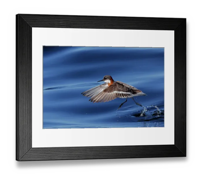 Framed Print : Red-necked phalarope (Phalaropus lobatus) taking flight from water, Porvoo, Finland. May Framed Print : Red-necked phalarope (Phalaropus lobatus) taking flight from water, Porvoo, Finland. May