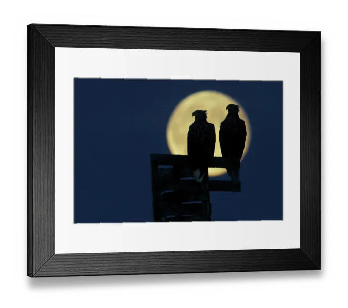 Framed Print : Two White-tailed eagles (Haliaeetus albicilla) silhouetted by a full moon, Norway. October Framed Print : Two White-tailed eagles (Haliaeetus albicilla) silhouetted by a full moon, Norway. October