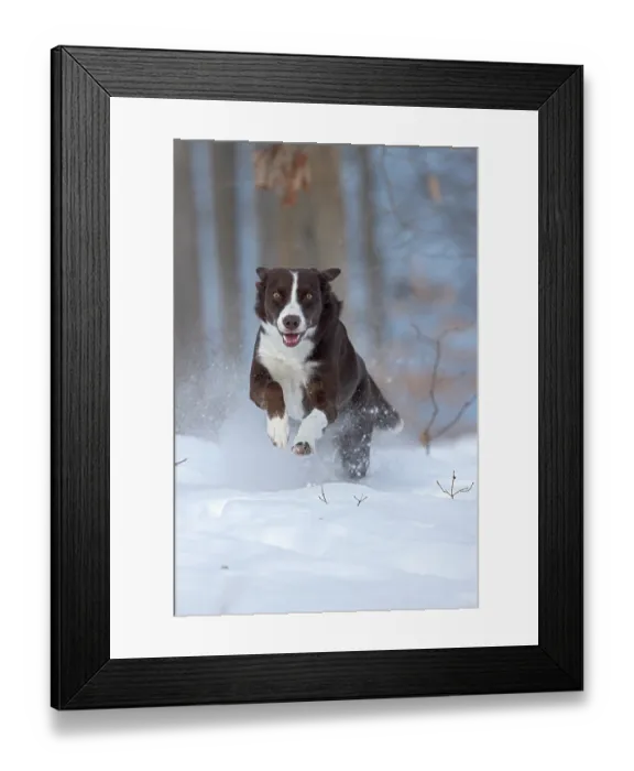 Framed Print : Chocolate border collie running through snow, Maryland, USA. January Framed Print : Chocolate border collie running through snow, Maryland, USA. January