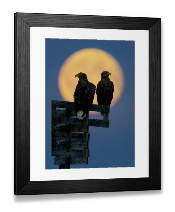 Framed Print : Two White-tailed eagles (Haliaeetus albicilla) silhouetted by a full moon, Norway. October