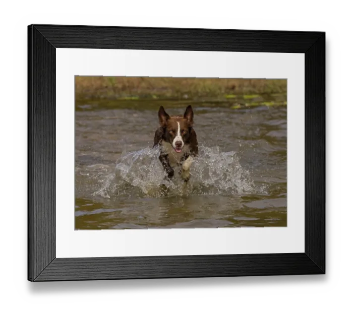 Framed Print : Chocolate border collie running through water, Maryland, USA. October Framed Print : Chocolate border collie running through water, Maryland, USA. October