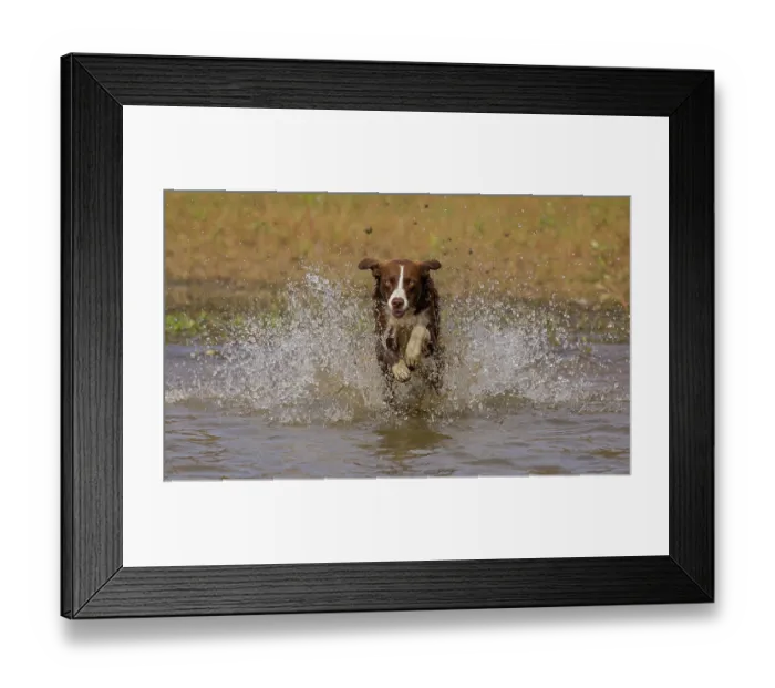 Framed Print : Chocolate border collie running through water, Maryland, USA. October Framed Print : Chocolate border collie running through water, Maryland, USA. October
