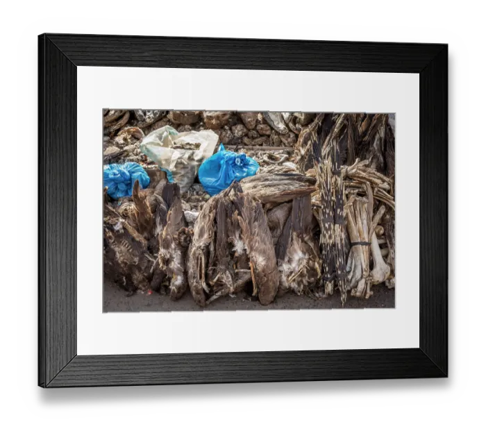 Framed Print : Wildlife remains (including vulture's wings and porcupine quills) for sale for traditional beliefs in Bamako market, Mali. October, 2017 Framed Print : Wildlife remains (including vulture's wings and porcupine quills) for sale for traditional beliefs in Bamako market, Mali. October, 2017