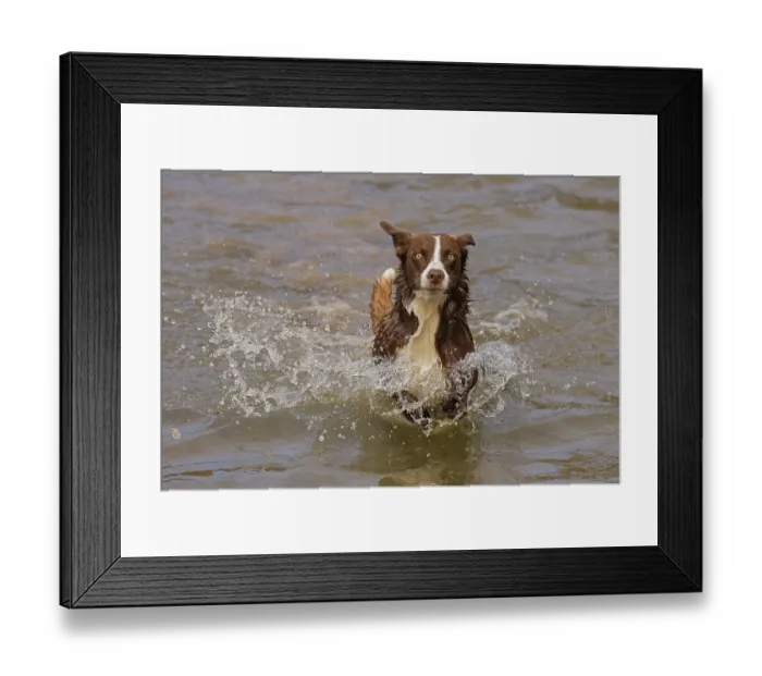 Framed Print : Chocolate border collie running through water, Maryland, USA. October Framed Print : Chocolate border collie running through water, Maryland, USA. October