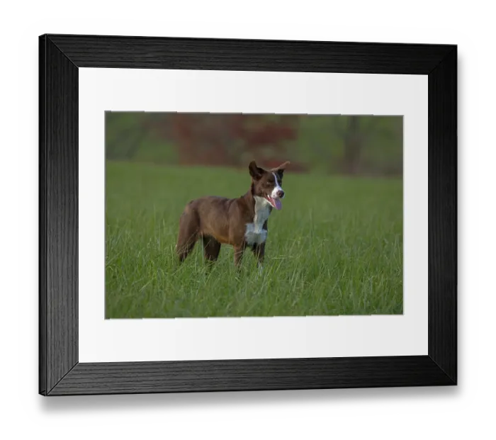 Framed Print : Chocolate border collie standing in a field, Maryland, USA. November Framed Print : Chocolate border collie standing in a field, Maryland, USA. November