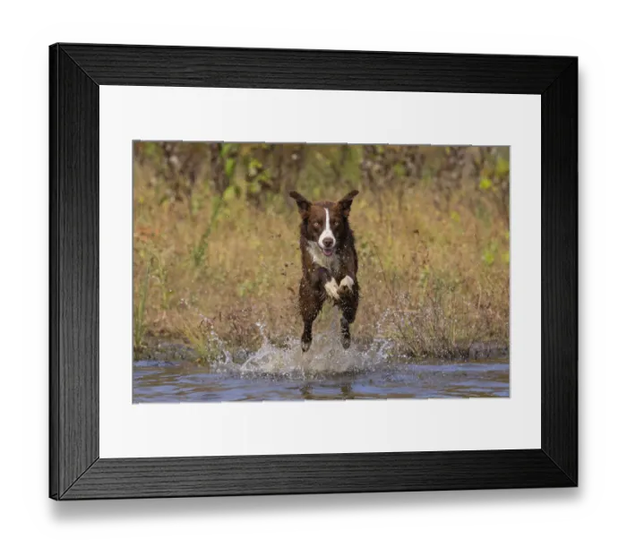 Framed Print : Chocolate border collie running through water, Maryland, USA. October Framed Print : Chocolate border collie running through water, Maryland, USA. October