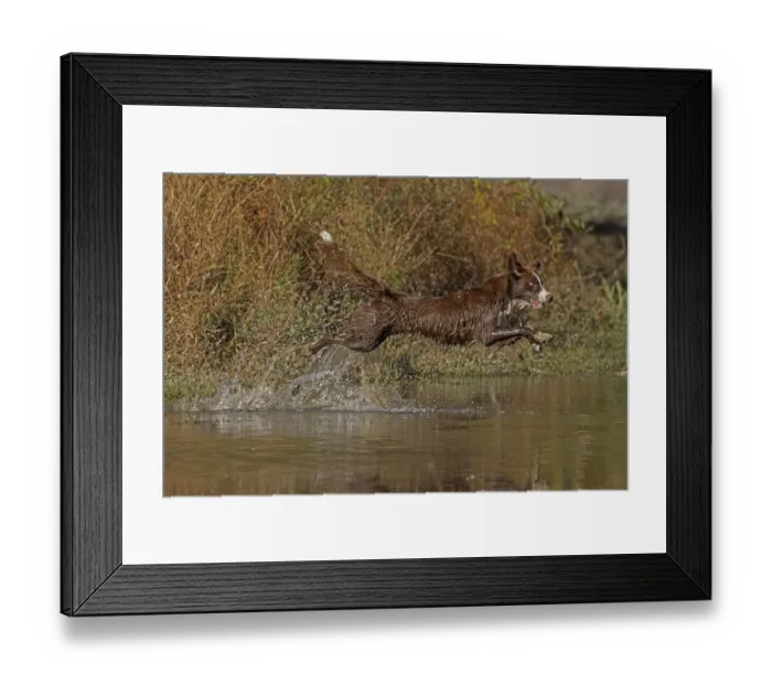 Framed Print : Chocolate border collie running through water, Maryland, USA. October Framed Print : Chocolate border collie running through water, Maryland, USA. October